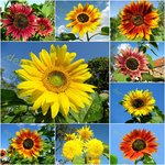 Prächtiger Sonnenblumen-Mix >10 Sorten 100 Samen