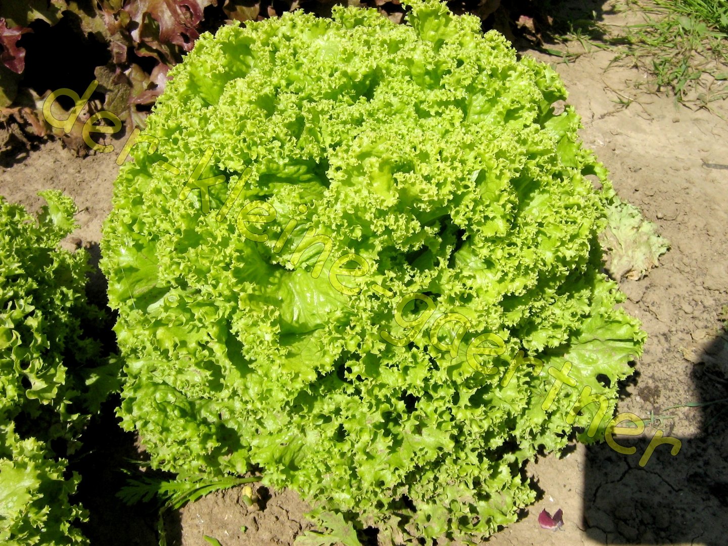 Pflücksalat Lollo Bionda Salat 500 Samen säen bestellen kaufen!
