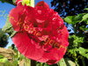 Rote Stockrose mit gefüllten Blüten 30 Samen