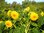 Sonnenblume gefüllt & mehrblütig 30 Samen