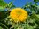 Sonnenblume gefüllt & mehrblütig 30 Samen