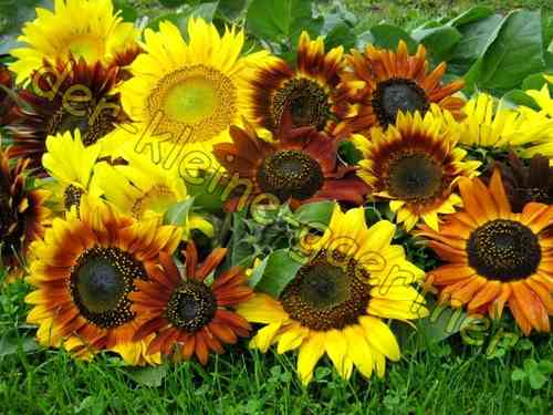 Sonnenblume bunte Mischung 30 Samen