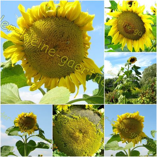 Sonnenblume Riesensonnenblume Blüten bis 40 cm 30 Samen