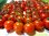 Tomate Red Cherry Kirschtomate 10 Samen