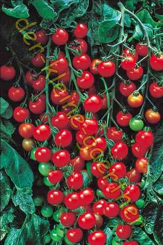 Tomate Supersweet 100 Kirschtomate 10 Samen