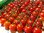 Tomate Supersweet 100 Kirschtomate 10 Samen