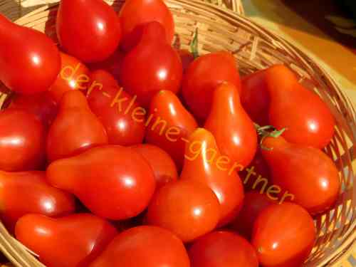 Tomate Red Pear Kirschtomate 10 Samen
