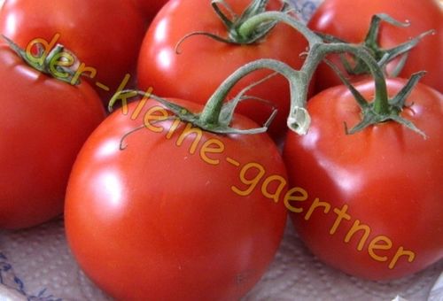 Tomate Matina alte Sorte 10 Samen