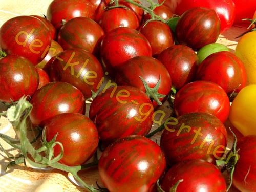 Tomate Black Cherry Zebra Kirschtomate 10 Samen