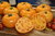 Saftig-süsse orange Fleischtomate "Arancia" 10 Samen