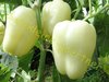 Weißer Paprika White Bell 10 Samen