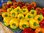 Gelber Paprika Yellow California Wonder 10 Samen