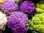 Blumenkohl violett / lila 100 Samen