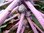 Rosenkohl violett 50 Samen