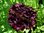 Bunter Mohn Mix gefüllt mit Riesenblüten 100 Samen