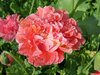 Gefüllter rosa Mohn - Rose Paeonie 100 Samen