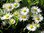 Gänseblümchen Wiesengänseblümchen Bellis 2500 Samen