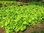 Pflücksalat Grand Rapids Salat fürs ganze Jahr 500 Samen