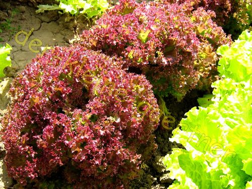 Pflücksalat Lollo Rosso / Rossa Salat 500 Samen