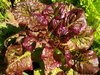 Pflücksalat Amerikanischer Brauner Salat 1000 Samen