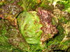 Roter Eissalat Eisbergsalat Krachsalat Salat 500 Samen