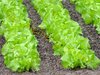 Kopfsalat Maikönig Salat frühe Sorte 1000 Samen