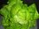 Kopfsalat Maikönig Salat frühe Sorte 1000 Samen