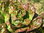 Kopfsalat Brauner Trotzkopf Salat 500 Samen