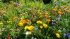 Bienenweide Bienen & Hummelwiese Blumen-Mischung 500 Samen