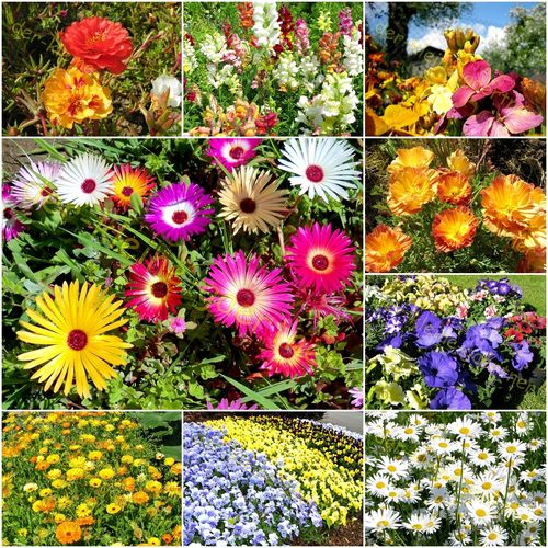 Niedriger Blütenteppich Steingarten Blumen-Mischung 500 Samen