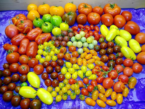 Bunter Tomaten Mix tolle Farben & Formen 20 Sorten 40 Samen