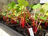 Rhabarber rotstielig lange kräftige rote Stiele 25 Samen