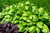 Basilikum Pesto köstlich & dekorativ 500 Samen