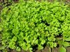 Kerbel Gartenkerbel für "Grüne Sosse" schnellwachsend 100 Samen