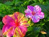 Wunderblume Mirabilis marmoriert für Beet & Balkon 25 Samen