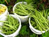 Grüne Buschbohnen Saxa fadenfreie Bohnen 10 Samen