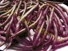 Lila Buschbohnen Purple Queen fadenfreie Bohnen 10 Samen