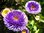 Astern doppelt gefüllt mit 3-farbigen Blüten Mix 50 Samen