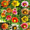 Gazanien farbenfrohe Prachtmischung Sommerblumen 30 Samen