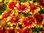 Kokardenblume Gaillardia absolut winterhart 30 Samen