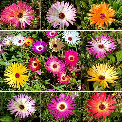 Mittagsblumen Mix farbenfroher Blütenteppich 500 Samen