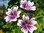 Malve Zebrina reichblühend geädert winterhart 20 Samen