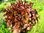 6 Sorten Pflücksalat bunter Mix 500 Samen