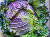 Wirsing violett / lila Wirsingkohl 50 Samen
