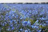 Vergissmeinnicht himmelblaue Blütenpracht winterhart 100 Samen