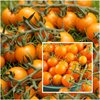 Tomate Orange Cherry Kirschtomate 10 Samen