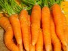 Möhren / Karotten Katrin 500 Samen