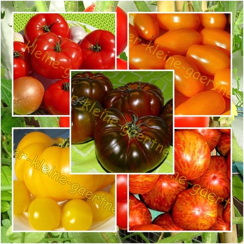 Russische Tomaten Mix 7 Sorten 30 Samen