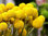 Trommelstöckchen Craspedia Globosa Sommerblumen 50 Samen