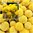 Trommelstöckchen Craspedia Globosa Sommerblumen 50 Samen
